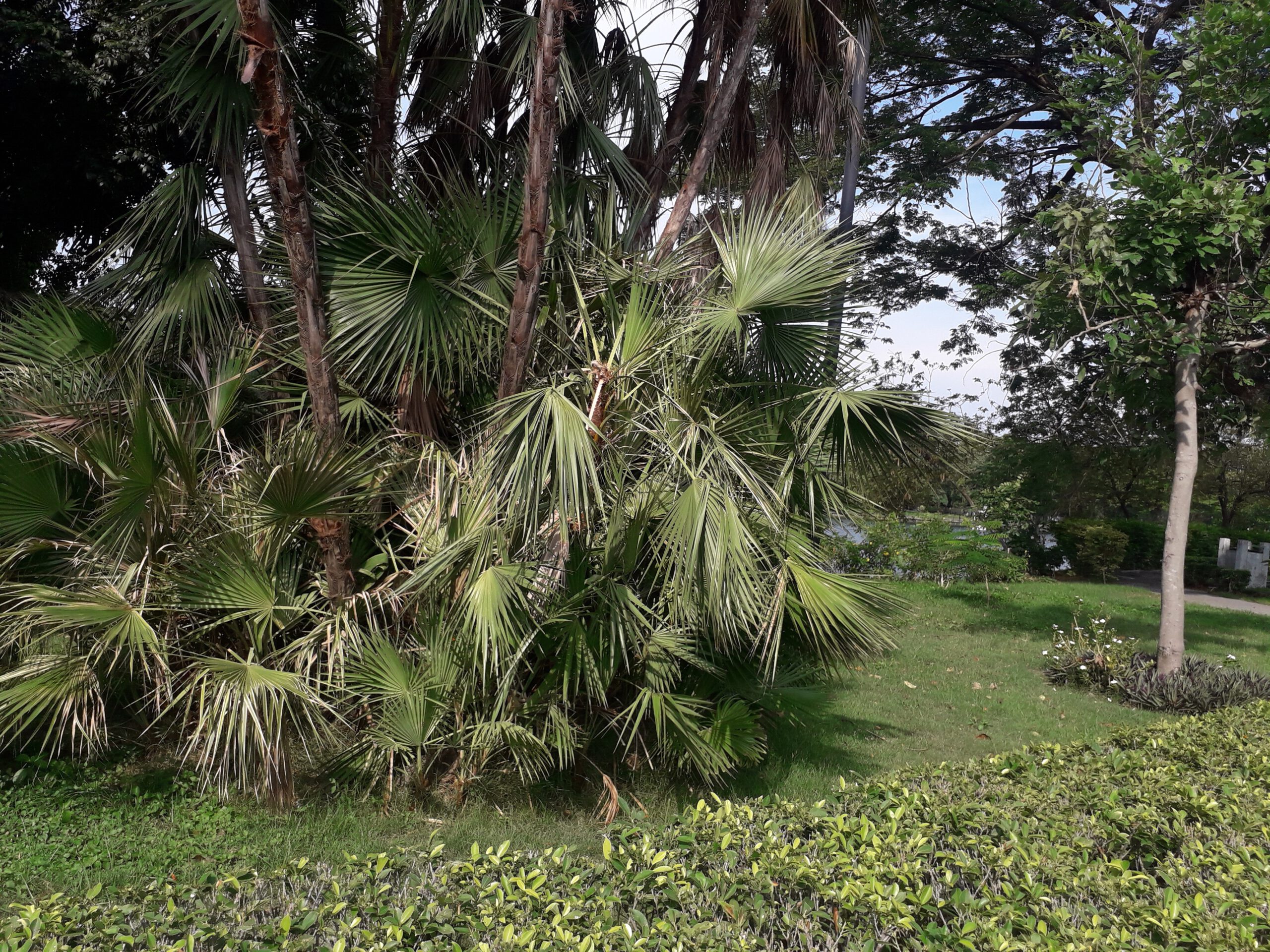 ภาพต้นไม้ในสวนนวมินท์ภิรมย์